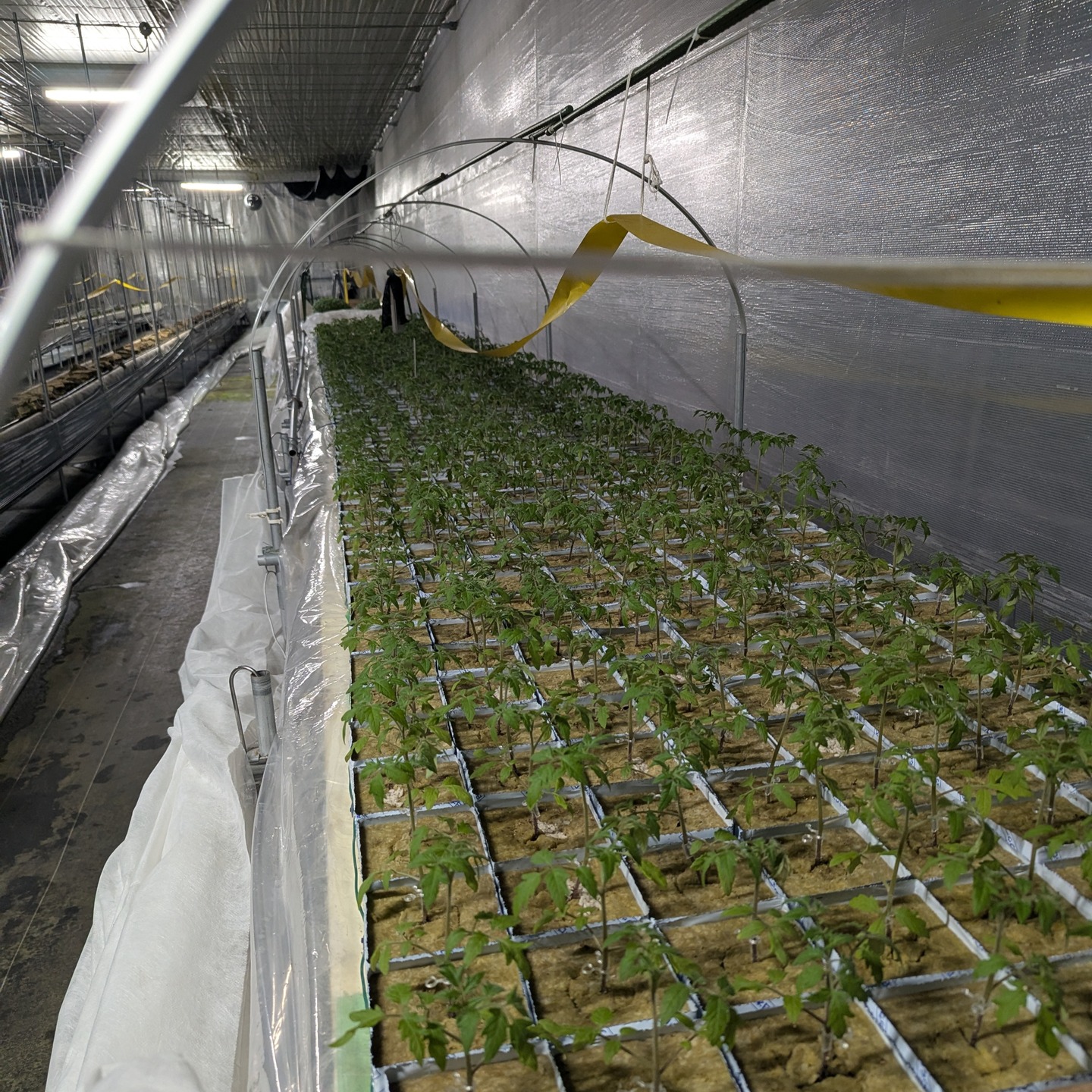 トマトの仮植が終わって、残りは定植のみ。
沢山の葉水が出ていました!!
そろそろ定植しないと間に合わない位育ってきています。
それにしても、一人で800株近い量の仮植は、結�構疲れました。
ほぼ一人の作業でしたが、3日間頑張りました!
次の定植も頑張ります!!
#有限会社光
#養液栽培
#中玉トマト